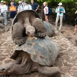 Explore Galápagos Full Experience 4D-3N! for 4 days with BM Tours and discover unforgettable experiences - Photo 8