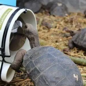 Explore Galápagos Full Experience 4D-3N! for 4 days with BM Tours and discover unforgettable experiences - Photo 9