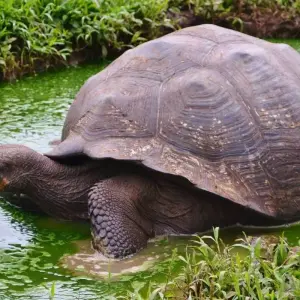 Explore Galápagos Full Experience 4D-3N! for 4 days with BM Tours and discover unforgettable experiences - Photo 10