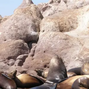 Explore Baja's Beach Serenity & La Paz Cultural Voyage 4D/3N for 4 days with Bamba Travel and discover unforgettable experiences - Photo 2
