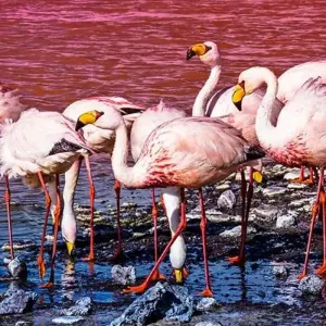 Explore Uyuni Salt Flats & Desert Adventure 4D/3N (Atacama to La Paz) for 4 days with Bamba Travel and discover unforgettable experiences - Photo 4