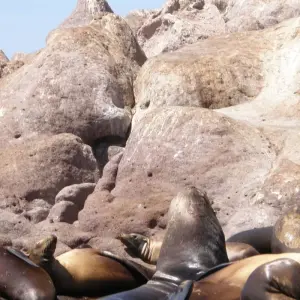 Explore Baja's Beach Serenity & La Paz Cultural Voyage 4D/3N for 4 days with Bamba Travel and discover unforgettable experiences - Photo 10