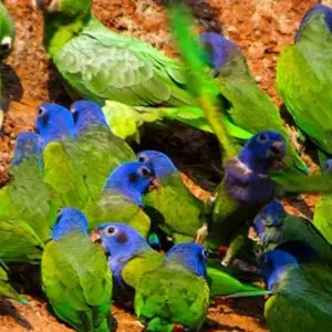 Explore Manu Amazon Adventure 5D/4N for 5 days with Bamba Travel and discover unforgettable experiences - Photo 8