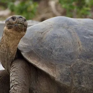 Explore Galapagos Island Hopping Diving Budget Experience 8D/7N for 8 days with Bamba Travel and discover unforgettable experiences - Photo 6
