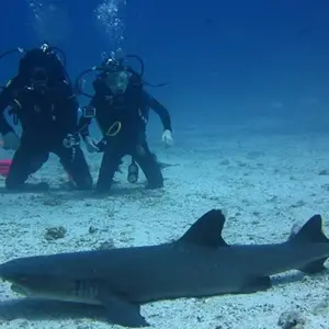 Explore Galapagos Island Hopping Diving Full Experience 8D/7N for 8 days with Bamba Travel and discover unforgettable experiences - Photo 2