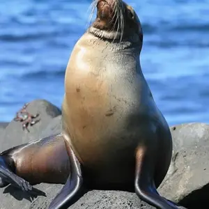 Explore Galapagos Island Hopping Diving Full Experience 8D/7N for 8 days with Bamba Travel and discover unforgettable experiences - Photo 5