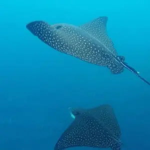 Explore Galapagos Island Hopping Diving Full Experience 8D/7N for 8 days with Bamba Travel and discover unforgettable experiences - Photo 6