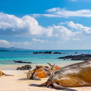 Explore Galapagos Island Hopping Diving Full Experience 8D/7N for 8 days with Bamba Travel and discover unforgettable experiences - Photo 7