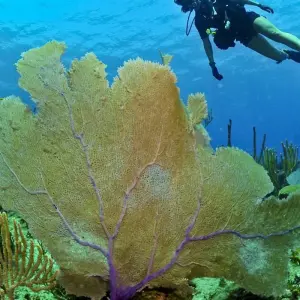 Explore Galapagos Island Hopping Diving Full Experience 8D/7N for 8 days with Bamba Travel and discover unforgettable experiences - Photo 8