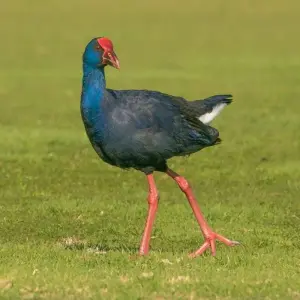 Explore Birding in Tavira and Ria Formosa, 8 days for 8 days with Be Cool and discover unforgettable experiences - Photo 2
