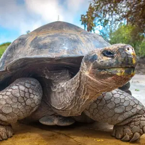 Explore Galapagos Island Hopping Diving Full Experience 8D/7N for 8 days with Bamba Travel and discover unforgettable experiences - Photo 9
