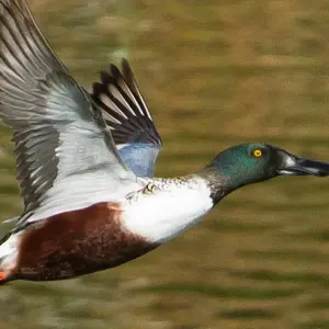 Explore Birding in Tavira and Ria Formosa, 5 days for 5 days with Be Cool and discover unforgettable experiences - Photo 3