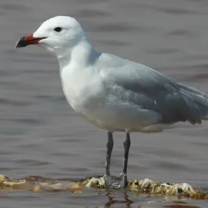 Explore Birding in Tavira and Ria Formosa, 8 days for 8 days with Be Cool and discover unforgettable experiences - Photo 3