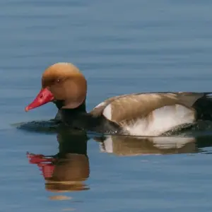 Explore Birding in Tavira and Ria Formosa, 5 days for 5 days with Be Cool and discover unforgettable experiences - Photo 4