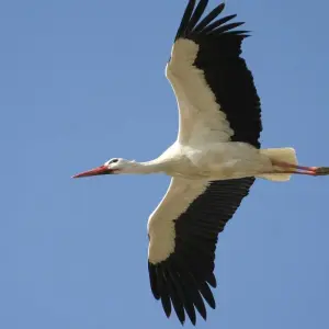 Explore Birding in Tavira and Ria Formosa, 8 days for 8 days with Be Cool and discover unforgettable experiences - Photo 4