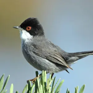 Explore Birding in Tavira and Ria Formosa, 8 days for 8 days with Be Cool and discover unforgettable experiences - Photo 5