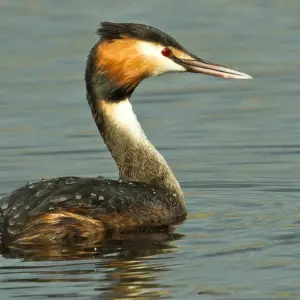 Explore Birding in Tavira and Ria Formosa, 5 days for 5 days with Be Cool and discover unforgettable experiences - Photo 7