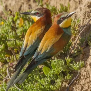Explore The Great Bustard Adventure for 8 days with Be Cool and discover unforgettable experiences - Photo 4