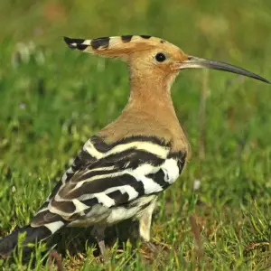 Explore Birding in Tavira and Ria Formosa, 8 days for 8 days with Be Cool and discover unforgettable experiences - Photo 9