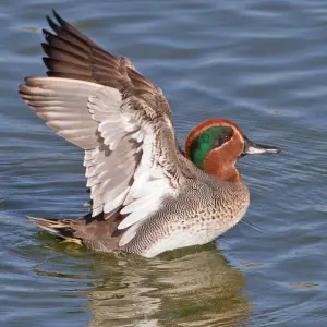 Explore Birding in Tavira and Ria Formosa, 5 days for 5 days with Be Cool and discover unforgettable experiences - Photo 9