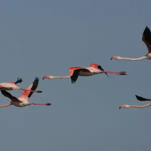 Explore Your Nemesis Bird Destination, 8 days in Cabanas for 8 days with Be Cool and discover unforgettable experiences - Photo 9