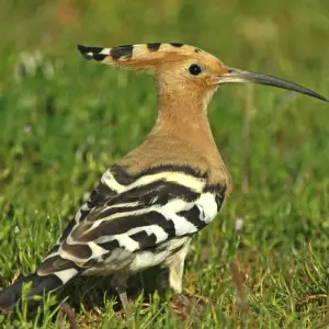 Explore The Great Bustard Adventure for 8 days with Be Cool and discover unforgettable experiences - Photo 9