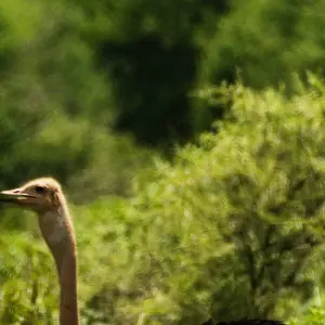 Explore From Arusha 3-Day Tanzanian treasures, Tarangire and Ngorongoro Safari for 3 days with Beach and Safari Holidays and discover unforgettable experiences - Photo 2