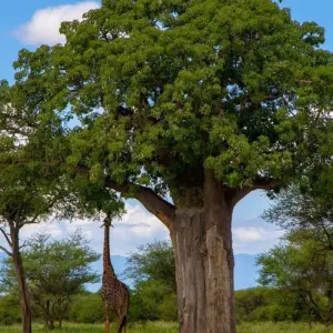 Explore From Arusha 3 Days Tanzanian Flamingo Safari, Tarangire to Magical Lake Natron for 3 days with Beach and Safari Holidays and discover unforgettable experiences - Photo 2