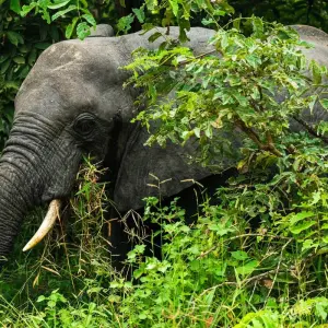 Explore From Zanzibar 3-Day Selous Safari,boat,bushwalk with Fllights for 3 days with Beach and Safari Holidays and discover unforgettable experiences - Photo 2