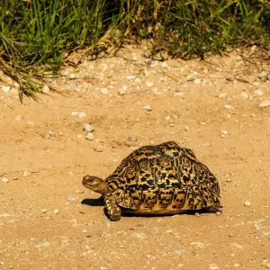 Explore From Arusha 11 Days The Best of Tanzania Safari Serengeti, Ngorongoro,Flamingos for 11 days with Beach and Safari Holidays and discover unforgettable experiences - Photo 3