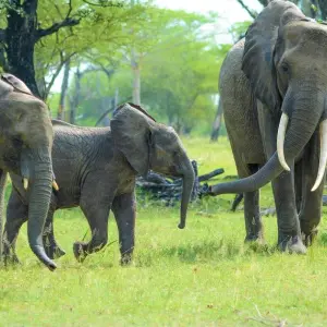 Explore From Arusha 3-Day Tanzanian treasures, Tarangire and Ngorongoro Safari for 3 days with Beach and Safari Holidays and discover unforgettable experiences - Photo 3