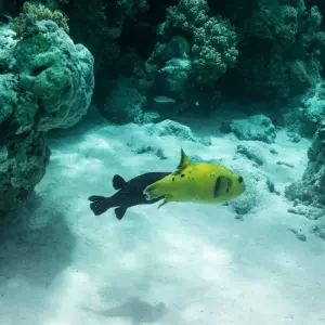 Explore Zanzibar 14 days Beach and Ocean Holidays, Cultural, history & Coastal Adventure trip for 14 days with Beach and Safari Holidays and discover unforgettable experiences - Photo 5