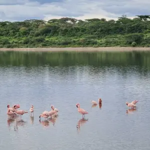 Explore From Arusha 2-Day Safari thorugh Tarangire and Lake Manyara for 2 days with Beach and Safari Holidays and discover unforgettable experiences - Photo 2