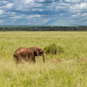 Explore From Arusha 3 Days Tanzanian Flamingo Safari, Tarangire to Magical Lake Natron for 3 days with Beach and Safari Holidays and discover unforgettable experiences - Photo 3
