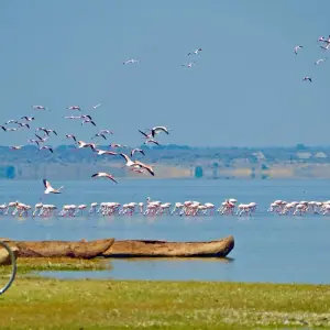 Explore From Arusha 3 Days Tanzanian Flamingo Safari: Tarangire to Magical Lake Natron for 3 days with Beach and Safari Holidays and discover unforgettable experiences - Photo 2