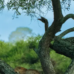 Explore From Arusha 11 Days The Best of Tanzania Safari Serengeti, Ngorongoro,Flamingos for 11 days with Beach and Safari Holidays and discover unforgettable experiences - Photo 4