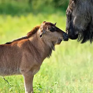 Explore From Arusha 2-Day Tarangire and Ngorongoro Crater Adventure Safari for 2 days with Beach and Safari Holidays and discover unforgettable experiences - Photo 3