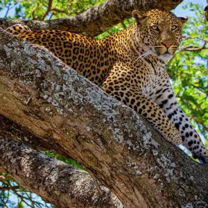 Explore From Arusha 2-Day Safari thorugh Tarangire and Lake Manyara for 2 days with Beach and Safari Holidays and discover unforgettable experiences - Photo 3