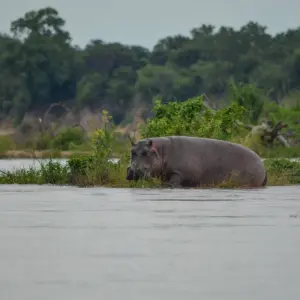 Explore From Zanzibar 3-Day Selous Safari,boat,bushwalk with Fllights for 3 days with Beach and Safari Holidays and discover unforgettable experiences - Photo 4