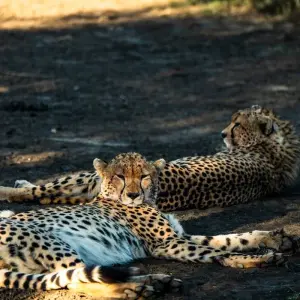 Explore From Arusha 11 Days The Best of Tanzania Safari Serengeti, Ngorongoro,Flamingos for 11 days with Beach and Safari Holidays and discover unforgettable experiences - Photo 5