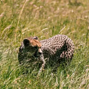 Explore From Arusha 3 Days Big Cats Safari Expedition,Serengeti,Ngorongoro, Tarangire for 3 days with Beach and Safari Holidays and discover unforgettable experiences - Photo 3