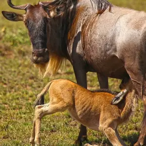 Explore From Arusha 2-Day Tarangire and Ngorongoro Crater Adventure Safari for 2 days with Beach and Safari Holidays and discover unforgettable experiences - Photo 4