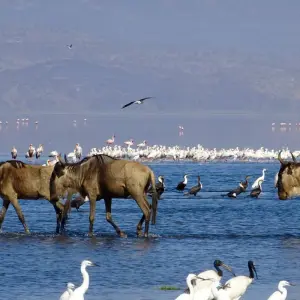 Explore From Arusha 3 Days Tanzanian Flamingo Safari: Tarangire to Magical Lake Natron for 3 days with Beach and Safari Holidays and discover unforgettable experiences - Photo 4