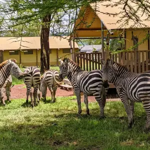 Explore From Arusha 3 Days Tanzanian Flamingo Safari, Tarangire to Magical Lake Natron for 3 days with Beach and Safari Holidays and discover unforgettable experiences - Photo 5