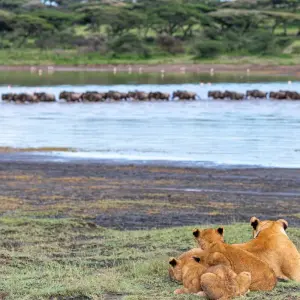 Explore From Arusha 2-Day Tarangire and Ngorongoro Crater Adventure Safari for 2 days with Beach and Safari Holidays and discover unforgettable experiences - Photo 5