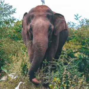 Explore Witness the beauty of South Asia Sri Lanka (09 Days ) Free Upgrade to Private Tour Available for 9 days with Beauty Lanka Travels and discover unforgettable experiences - Photo 9