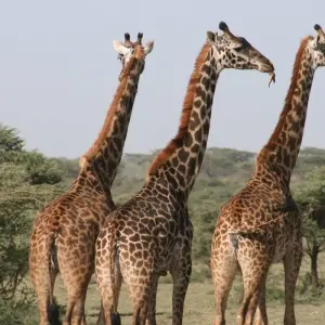 Explore From Arusha 3 Days Tanzanian Flamingo Safari: Tarangire to Magical Lake Natron for 3 days with Beach and Safari Holidays and discover unforgettable experiences - Photo 5
