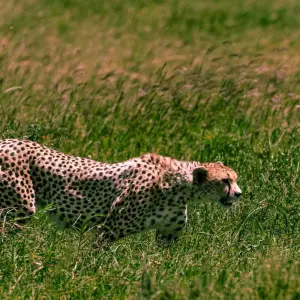 Explore From Arusha 11 Days The Best of Tanzania Safari Serengeti, Ngorongoro,Flamingos for 11 days with Beach and Safari Holidays and discover unforgettable experiences - Photo 7