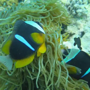 Explore Zanzibar 14 days Diving Holiday, Diving & Beach Escape Trip for 14 days with Beach and Safari Holidays and discover unforgettable experiences - Photo 9