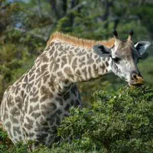 Explore From Arusha 3-Day Tanzanian treasures, Tarangire and Ngorongoro Safari for 3 days with Beach and Safari Holidays and discover unforgettable experiences - Photo 7